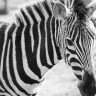Zebra Black & White Portrait