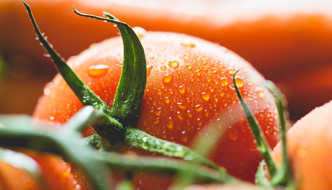 Wet Tomato Close Up