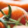 Wet Tomato Close Up