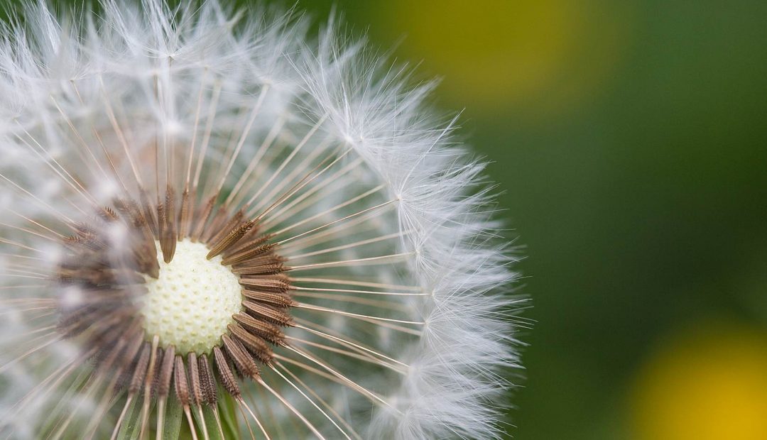 Half-Naked Flower Blowball