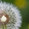 Half-Naked Flower Blowball